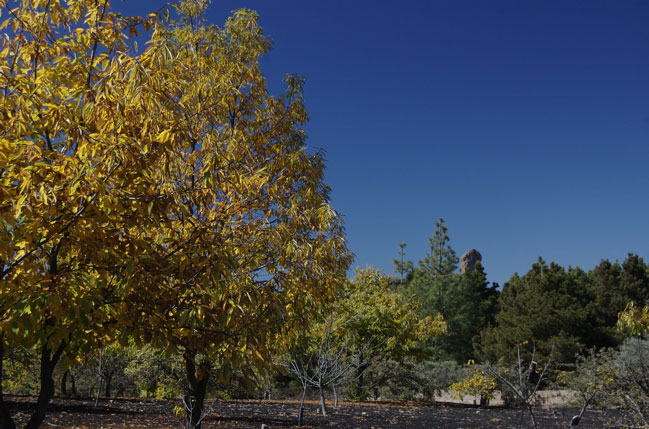 Kastanien im Herbst auf Gran Canaria
